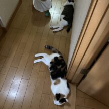 猫のお昼寝場所は？