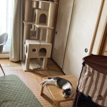 猫の今日のお昼寝場所