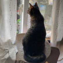 たまにはニャルソック