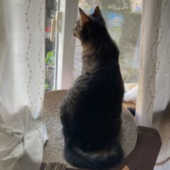 たまにはニャルソック