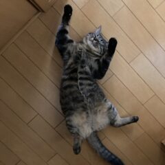 猫のお昼寝　その２