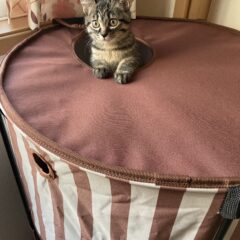 先住猫と新参者 その１