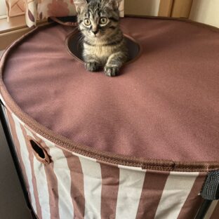 先住猫と新参者 その１