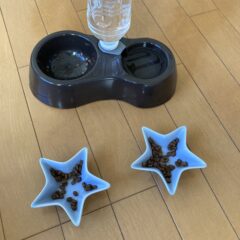 先住猫と新参者 その３