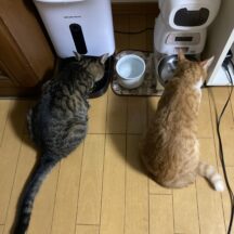 先住猫と新参者　その4