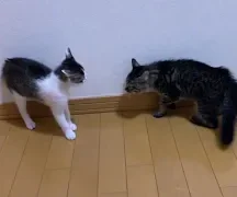 先住猫と新参者 その２