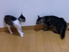 先住猫と新参者 その２