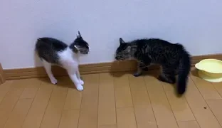 先住猫と新参者 その２